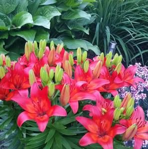 Meet your Posher, Nancy